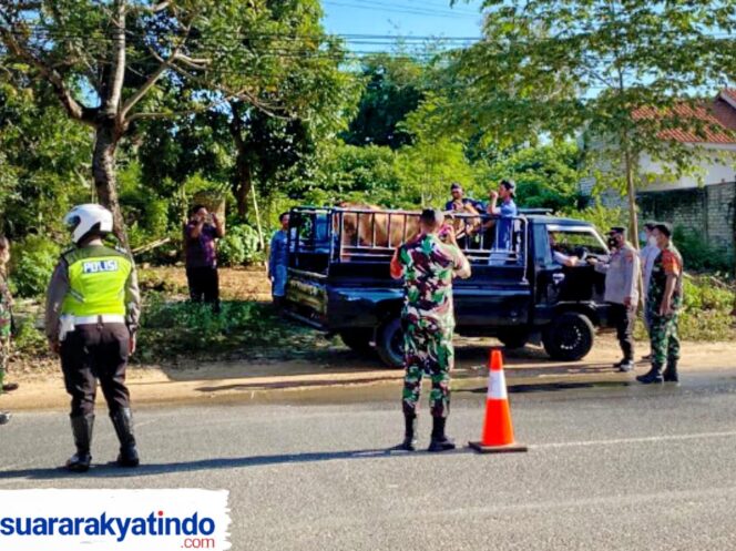 
					Polres Sumenep, Madura dan instansi terkait melakukan pendekatan dan memeriksa sapi yang akan dijual ke pasar. Foto; Suararakyatindo.com