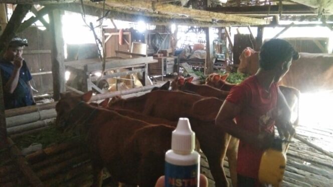 
					Cara Ampuh Menangani Penyakit PMK Pada Hewan Sapi. Foto; SRI