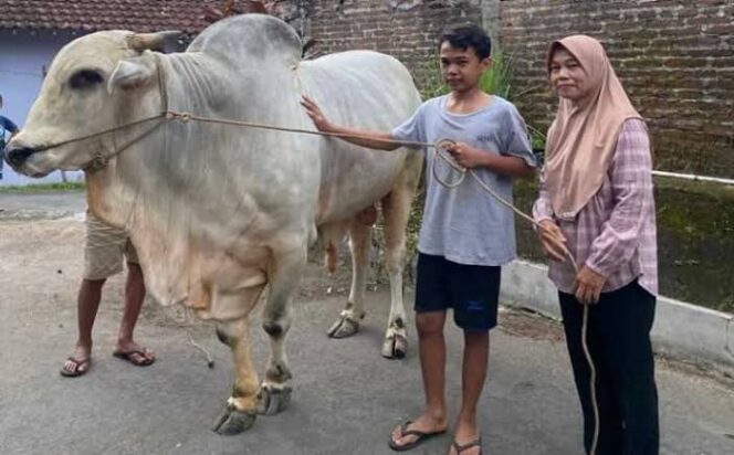 
					Pemilik sapi yang masih duduk di bangku SMP viral akibat sapi peliharaannya terpilih Presiden Jokowi Untuk di Qurban. Foto; Solopos