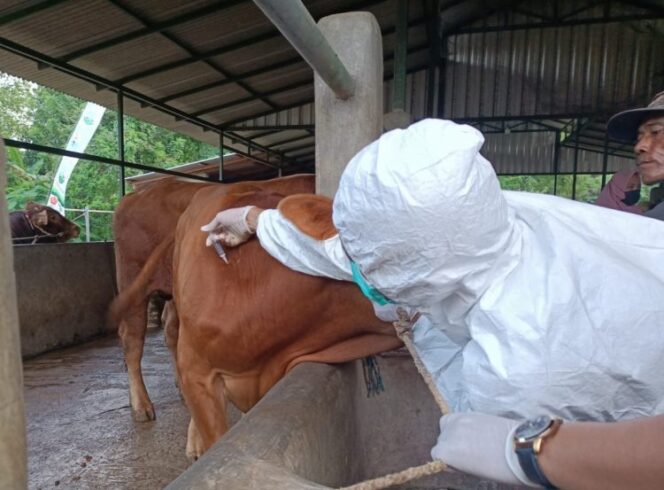 
					Satgas Disnak Bangkalan yang menangani penyakit mulut dan kuku (PMK) mulai vaksin sapi di sejumlah wilayah di Bangkalan. (Foto; Kabarmadura)