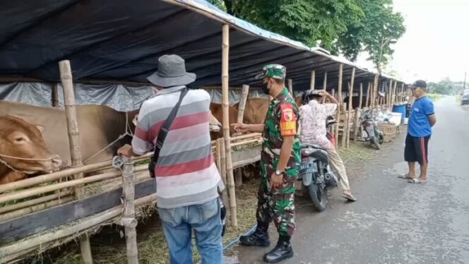
					Pemantauan anggota TNI terhadap Sapi yang ada di pesisir. (Foto; Merdeka)