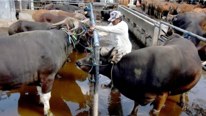 
					Peternak sapi Bali mempersiapkan sapi untuk di kirim ke luar Bali. (Foto; Nasional Bali)