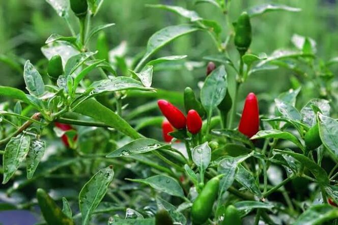 
					Tumbuhan cabai yang hari ini harganya juga ikut naik. (Foto; Dinas Ketahanan pangan)