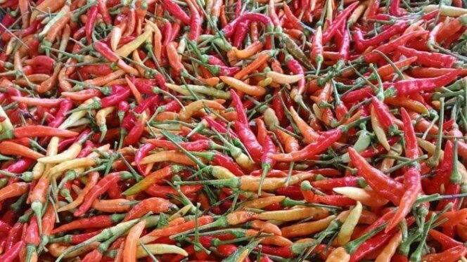 
					Harga Cabe Turun, Tak Sesuai Ekspektasi Petani