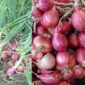 Harga Bawang Merah Turun, Begini Bandingan Harganya