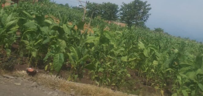 
					Tembakau yang baru selesai panen. (Foto; SRI)