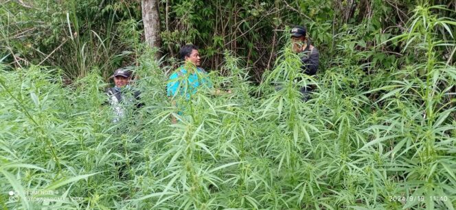 
					Geger! Ladang Ganja Ditemukan di TNBTS, Jauh dari Jalur Wisata Bromo-Semeru