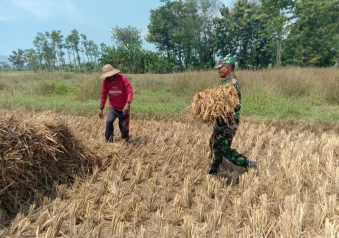 
					Koramil 08202 Sumberasih Probolinggo siap mengawal urusan ketahanan pangan. 