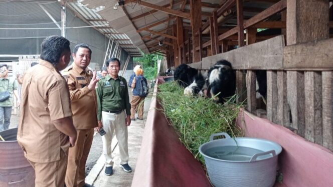 
					Wakil Bupati Kabupaten Probolinggo Ra Fahmi saat pantau ternak kambing.