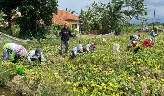 
					Panen Edamame yang dilakukan oleh pemuda Melanial Probolinggo 