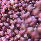 Kemarau Basah Jadi Berkah, Harga dan Stok Bawang Merah Probolinggo Tetap Stabil