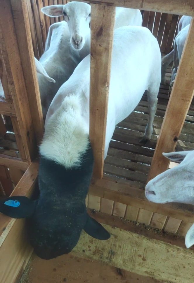 
					Probolinggo Kian Serius Garap Industri Ternak Kambing dan Domba