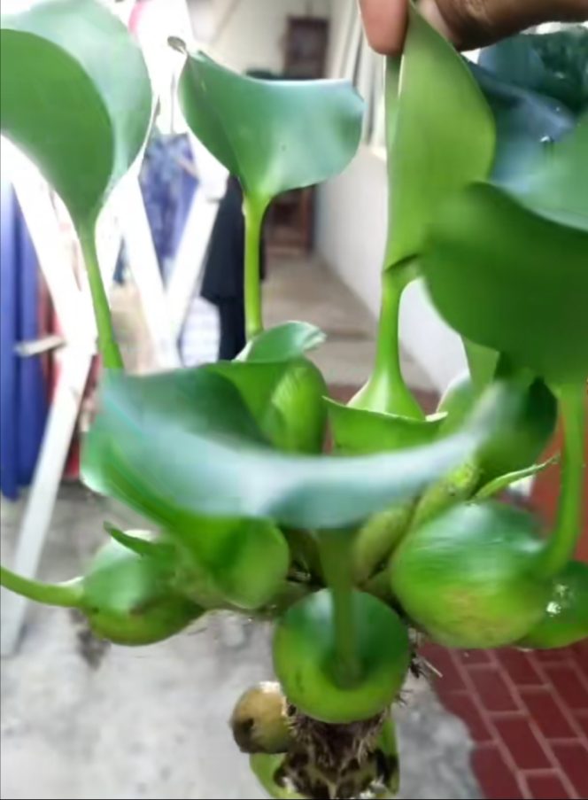 
					Eceng Gondok Disulap Jadi Pembenah Tanah, Petani Probolinggo Dorong Pertanian Ramah Lingkungan