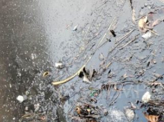 DLH Kota Probolinggo Awasi Pemulihan Tumpahan Oli di Saluran Menuju DAM Amsterdam