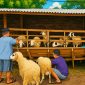 Diperta Probolinggo Matangkan Persiapan Idul Adha 1447 H, Perkuat Pengawasan Hewan Kurban