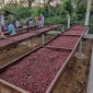coffee beans supplier in Dubai