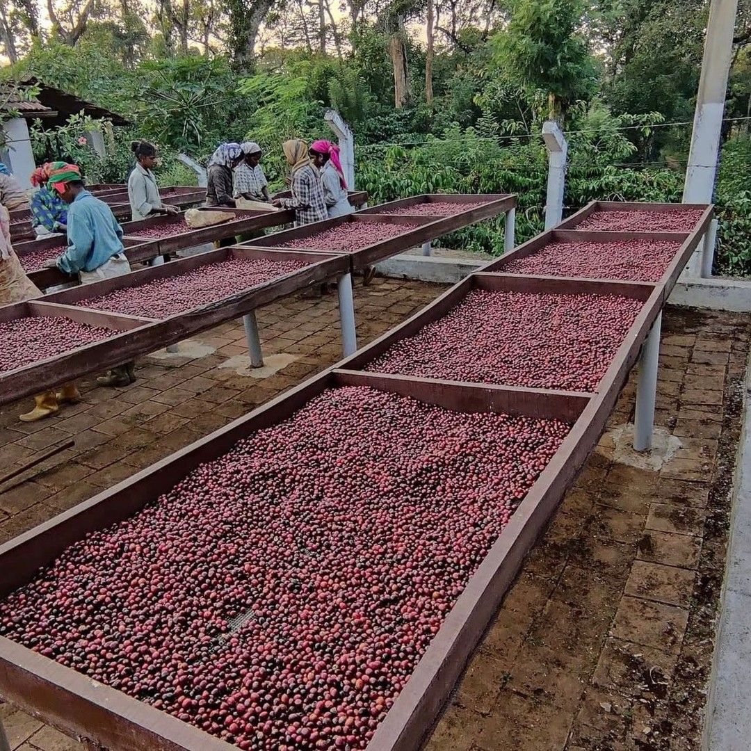 coffee beans supplier in Dubai